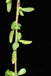 Salix ×pendulina f. pendulina. Short female catkins.
 Image: D. Glenny © Landcare Research 2020 CC BY 4.0